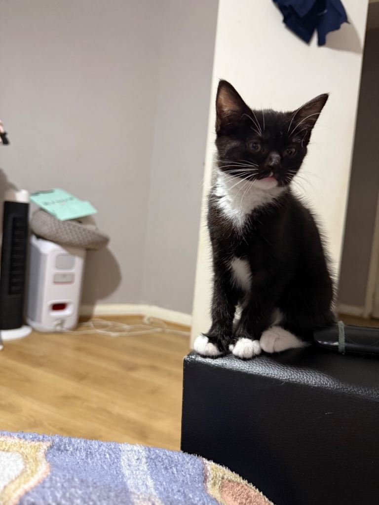 Beautiful black and white Kitten 