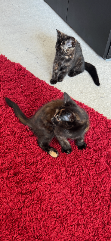2 female kittens, £30 each 