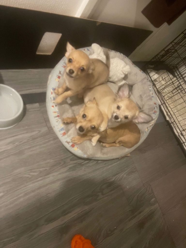 Three dogs for sale, one adult two puppies girls