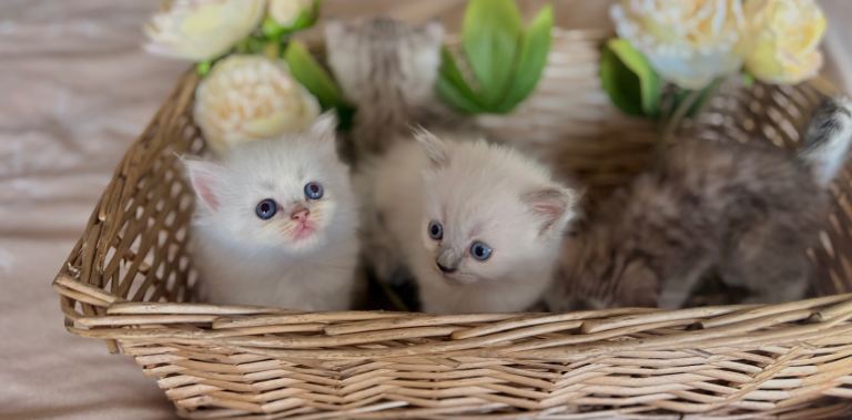 Persian x bsh kittens 