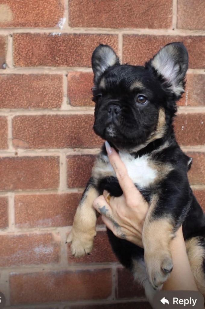 Fluffy French bulldog