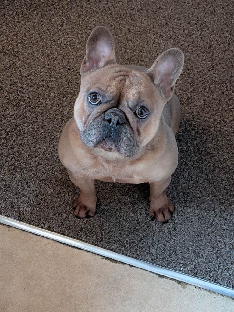 KC Registered French Bulldog