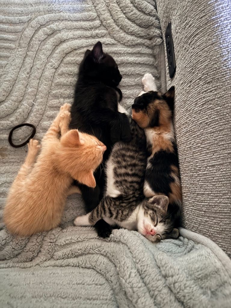 3 Kittens available NOW
