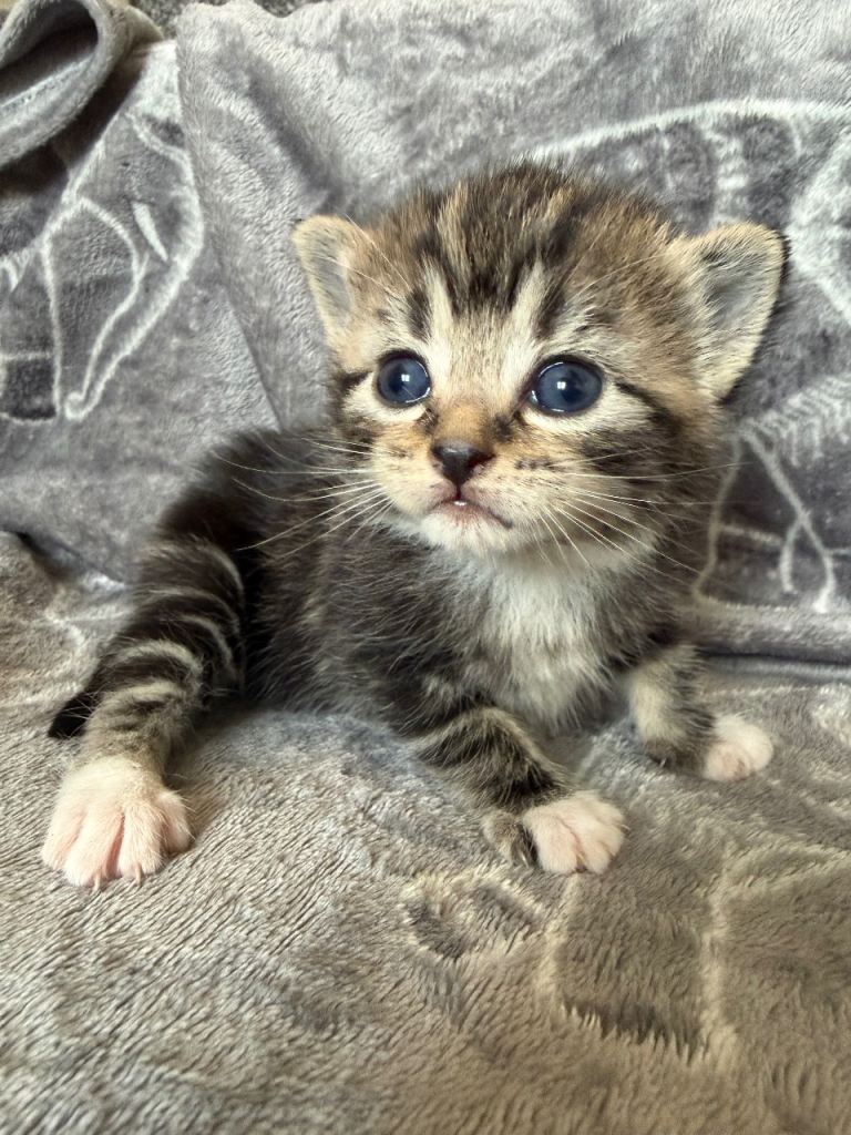 Cute fluffy kittens ready in 4 weeks tabby 