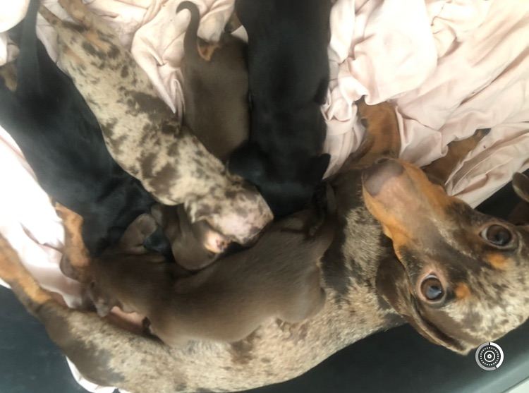 Miniature dutch hound puppies for sale, 