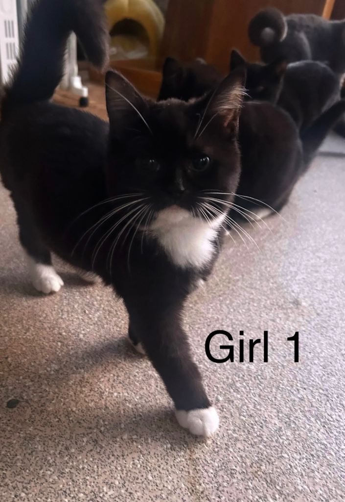 British short hair cross kittens 