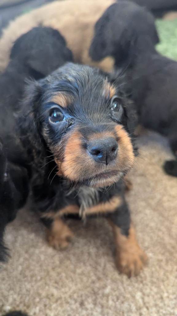 Litter of cocker spaniel puppies 