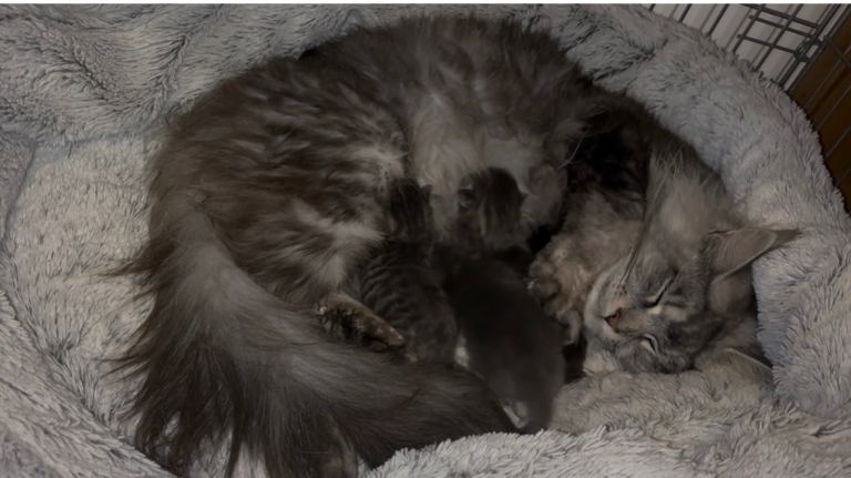 Maine Coon Kittens