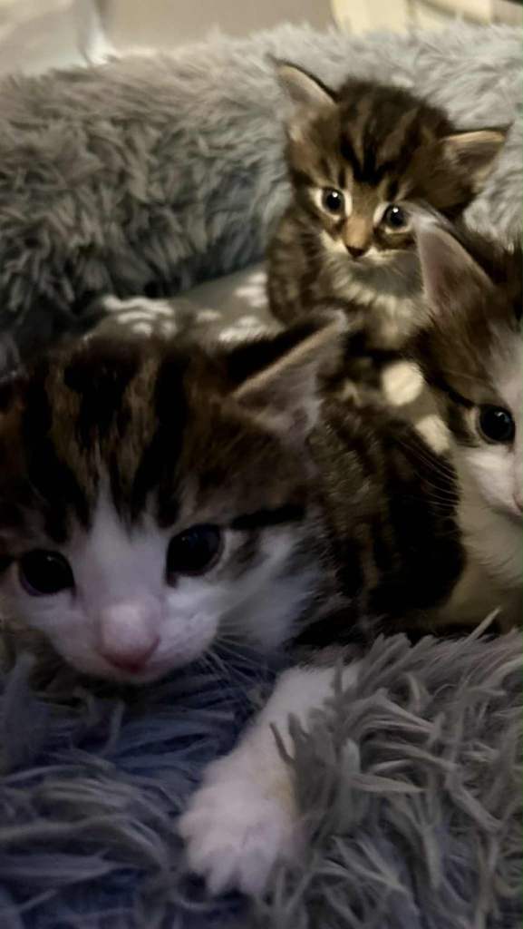 Kittens for sale