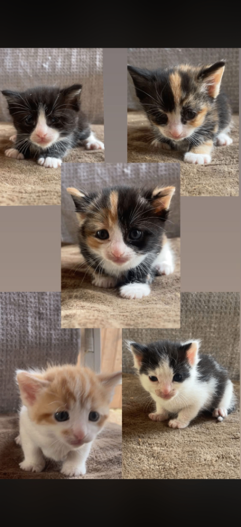Beautiful kittens 