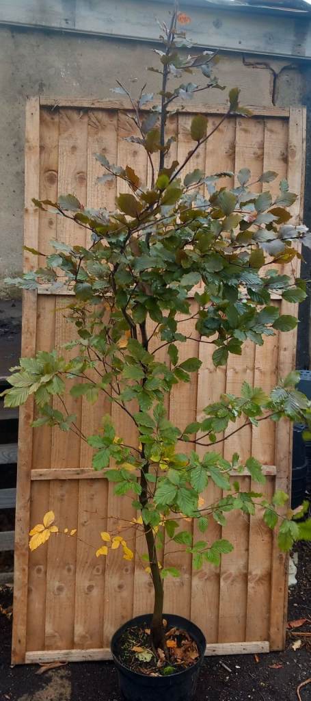 PURPLE BEECH PLANTS