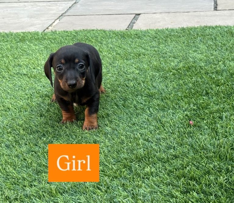 Miniature dachshund Puppys for sale 1 girl left 
