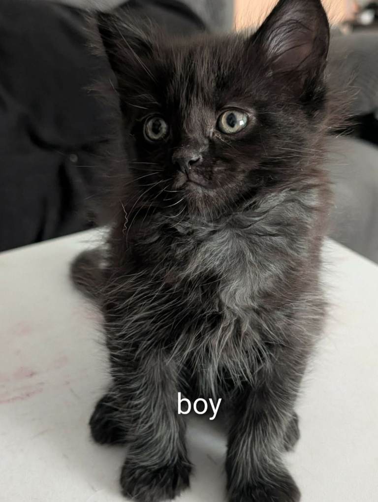 Maincoon kittens 