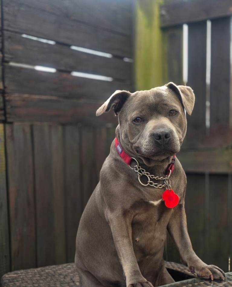 Staffordshire bull terrier pups (blue)