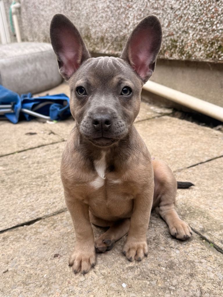 13 week old female frenchie x staffy for sale 