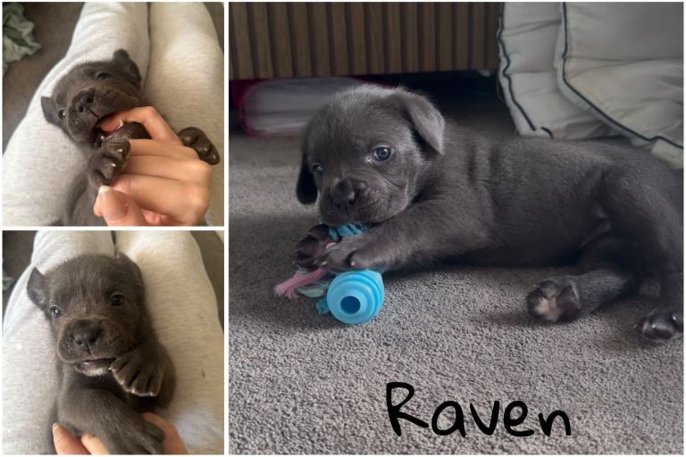 Cane Corso Puppies 