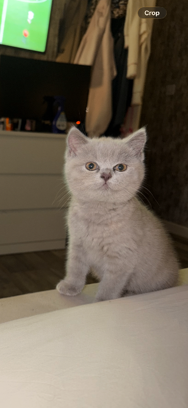 British short hair kitten