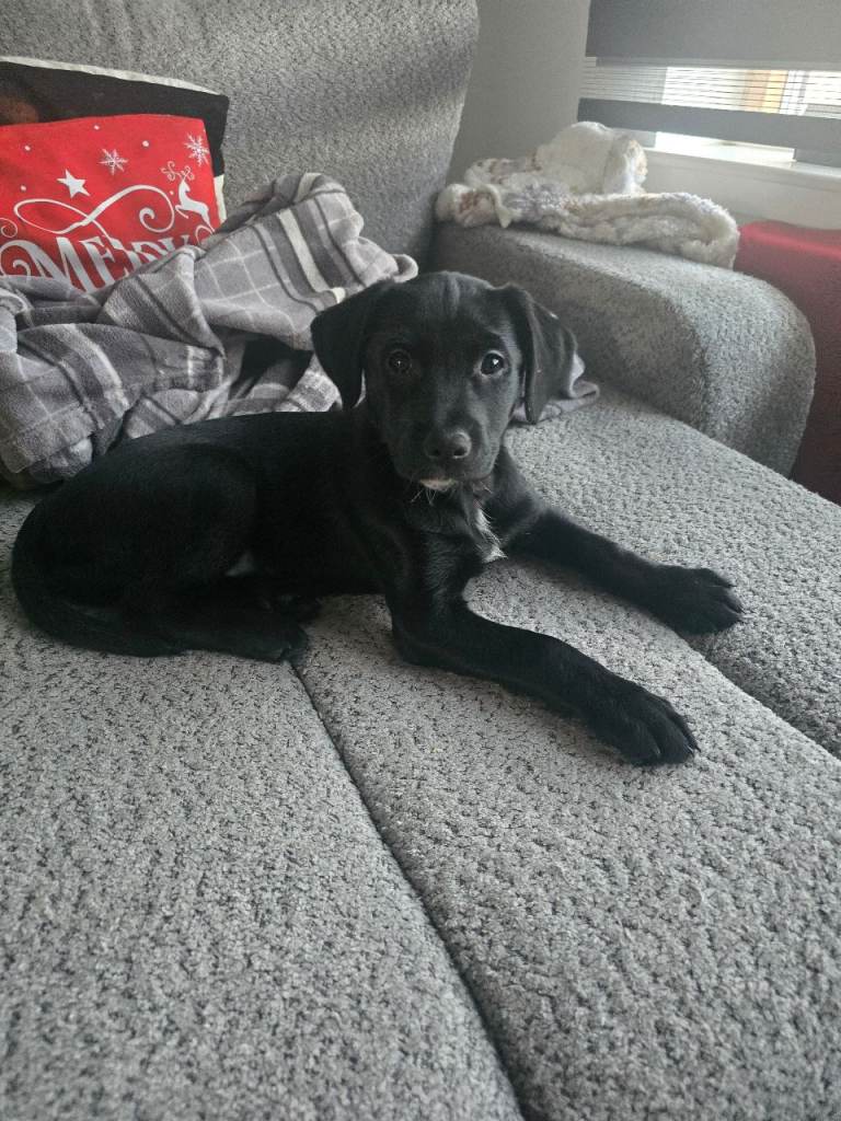 REDUCED LUBSKY PUPIES FOR SALE 