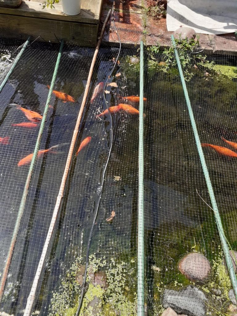 Pond Fish for sale 