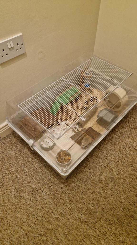 Hamster and cage plus all accessories 