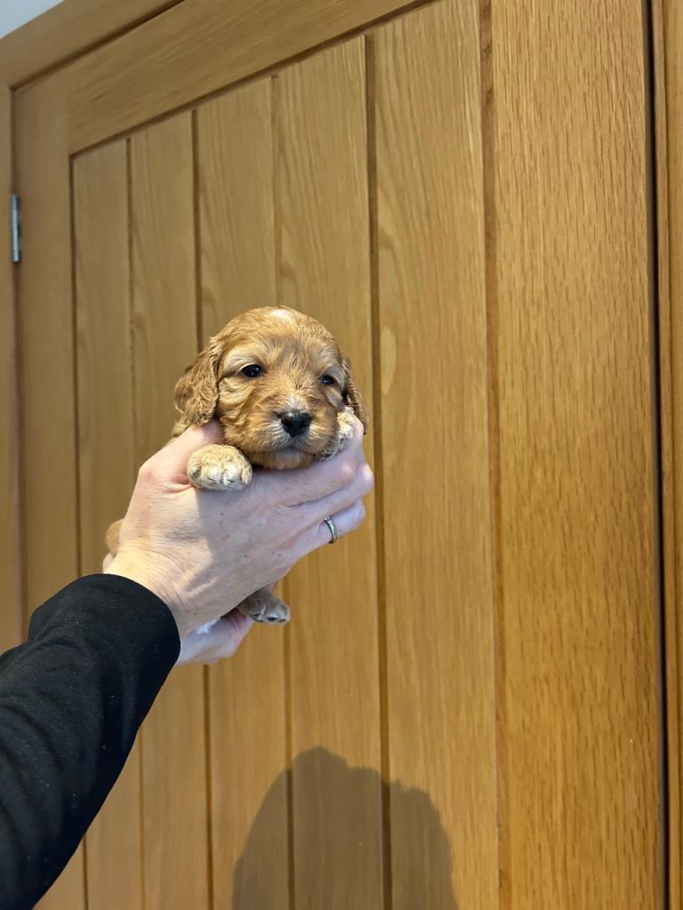 Cavapoo pups 