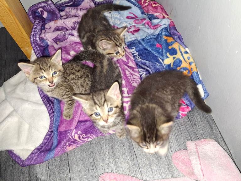 4 beautiful kittens 