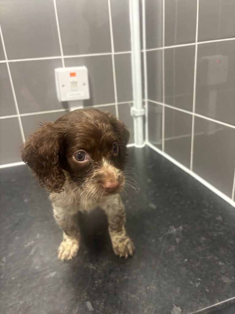 Cocker Poo Puppies