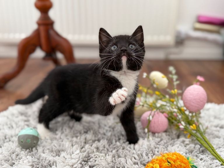 Kittens - loving home wanted 