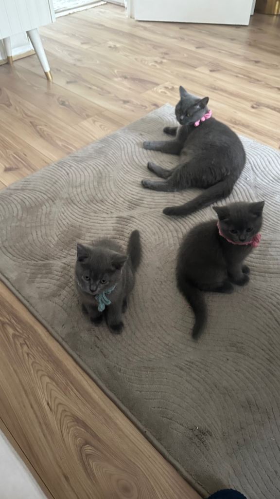 Kittens 