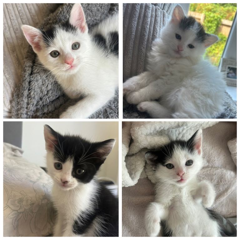 Kittens for sale 