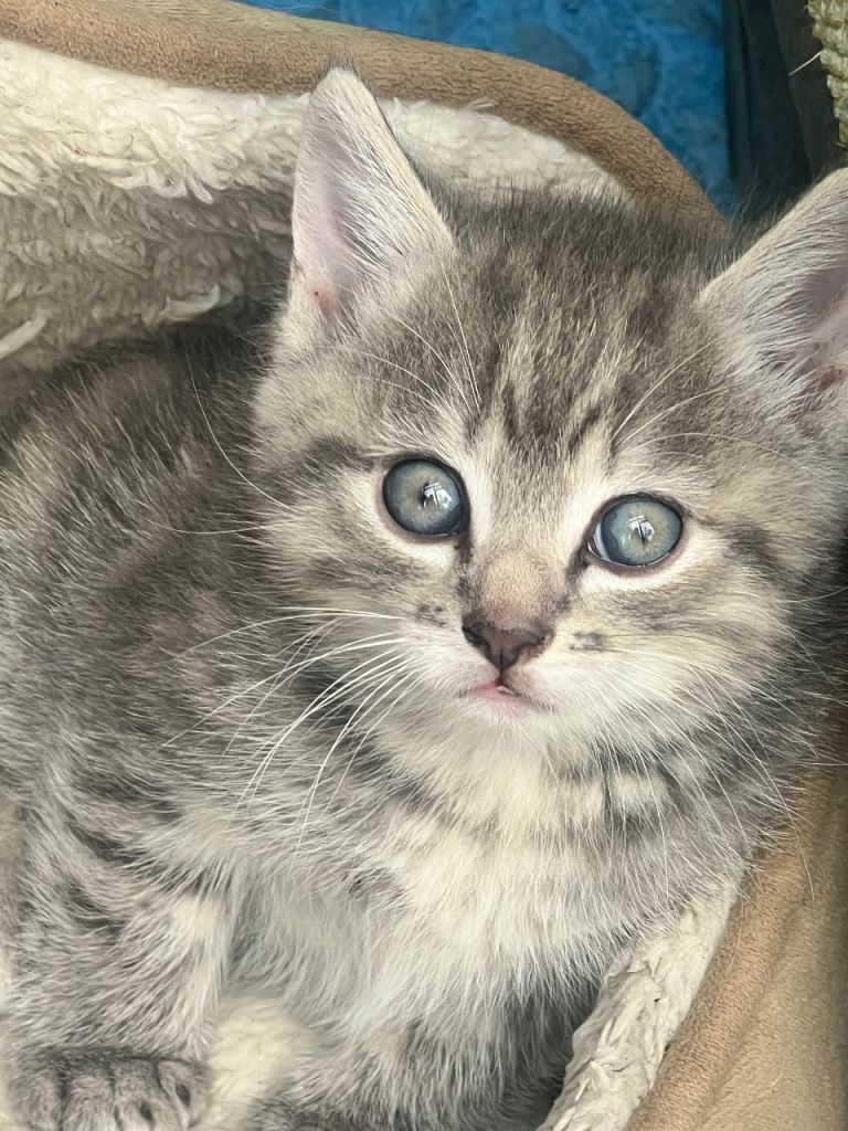 Male kittens mother is half British short hair (8 weeks)