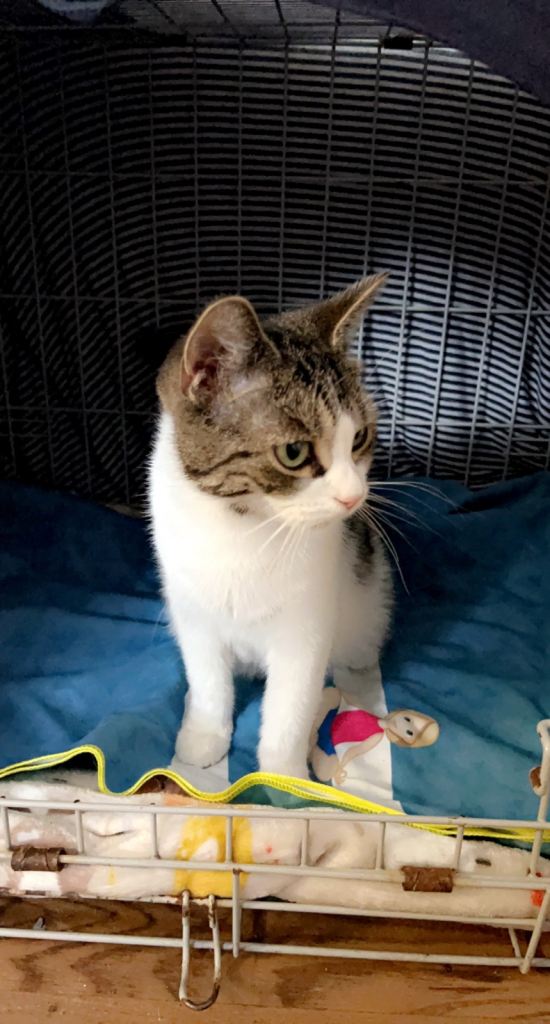 Female cat tabby and white 