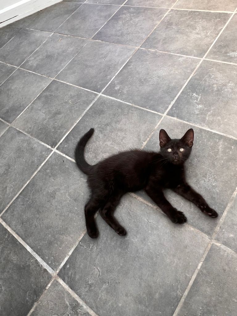 Beautiful Black Female Kitten Ready for Her Forever Home