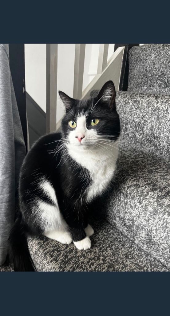 Two year old male cat 