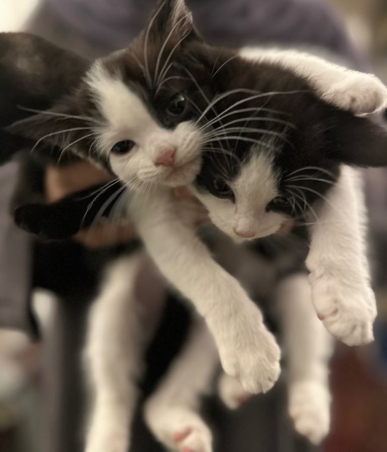 9wk old kittens!! giving away from same litter 