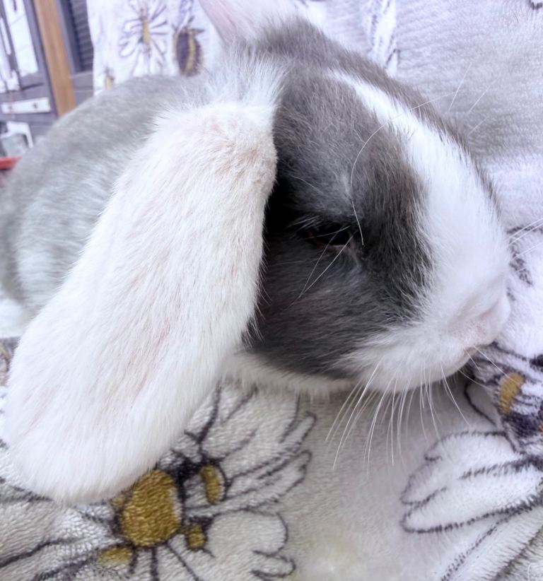Pure bred mini lop baby bunnies- Ready Now 