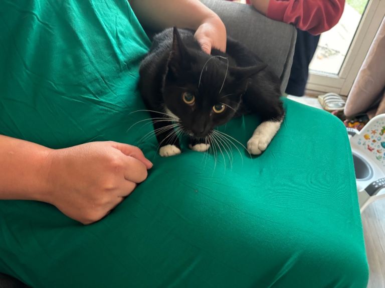 Cat 