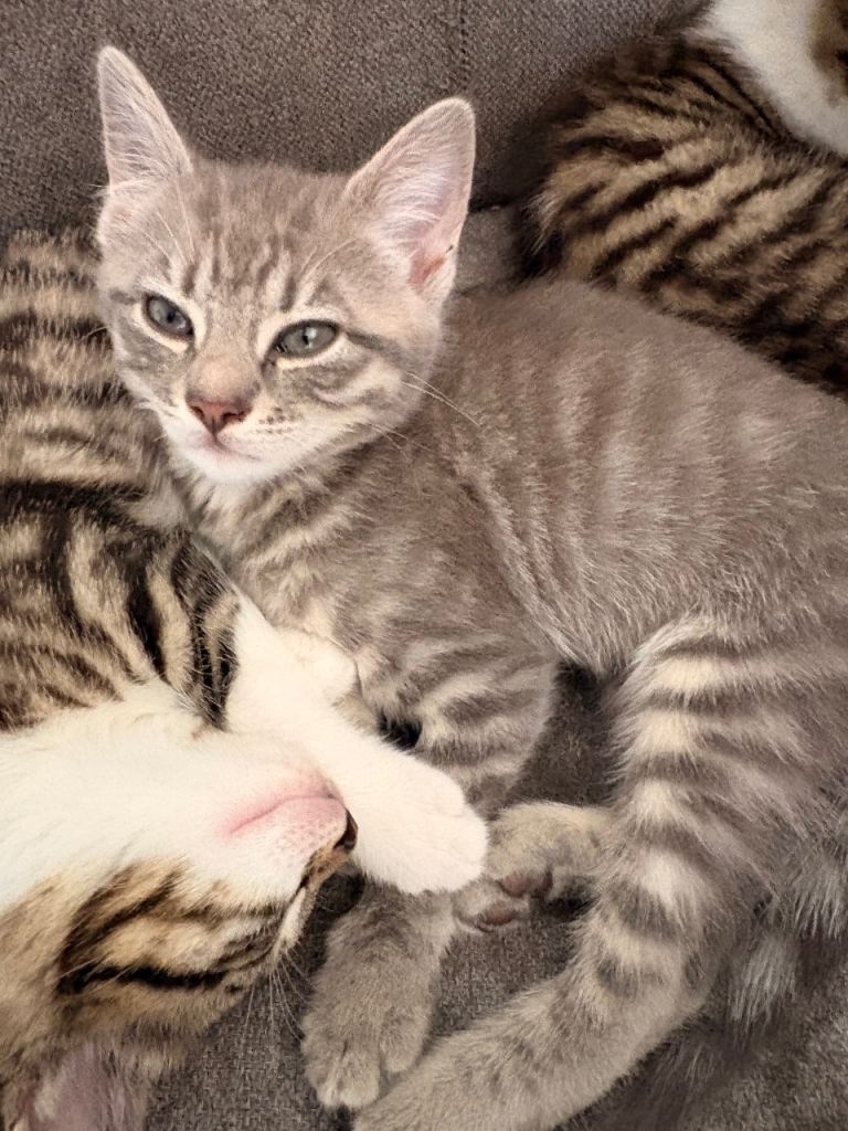 Kittens
