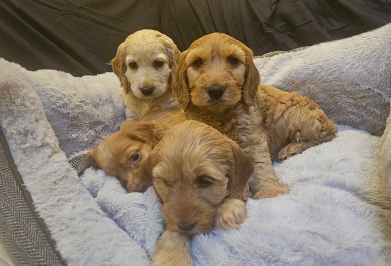 Cockapoo puppies