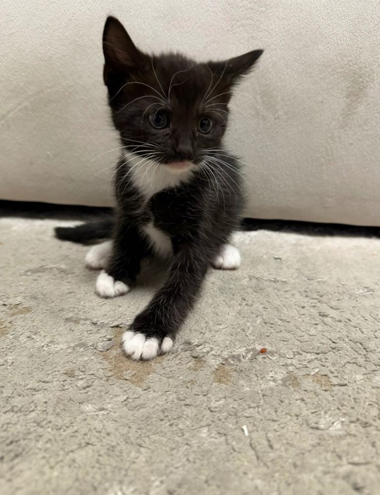 kitten for sale LAST BOY!  In the picture!