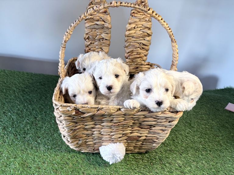 F1 Maltichon Puppies 