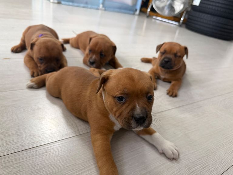 Beautiful Red Staffy Puppies - 2 boys 2 girls - Staffordshire Bull Terrier 