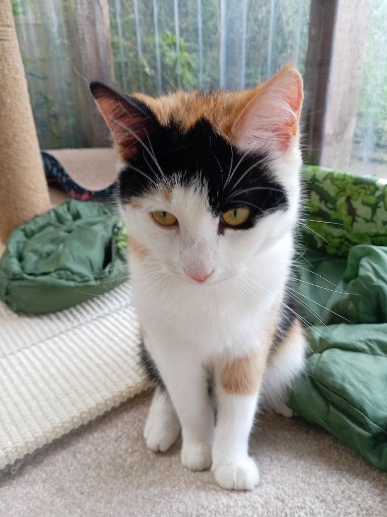 Adult female 1 year old calico 
