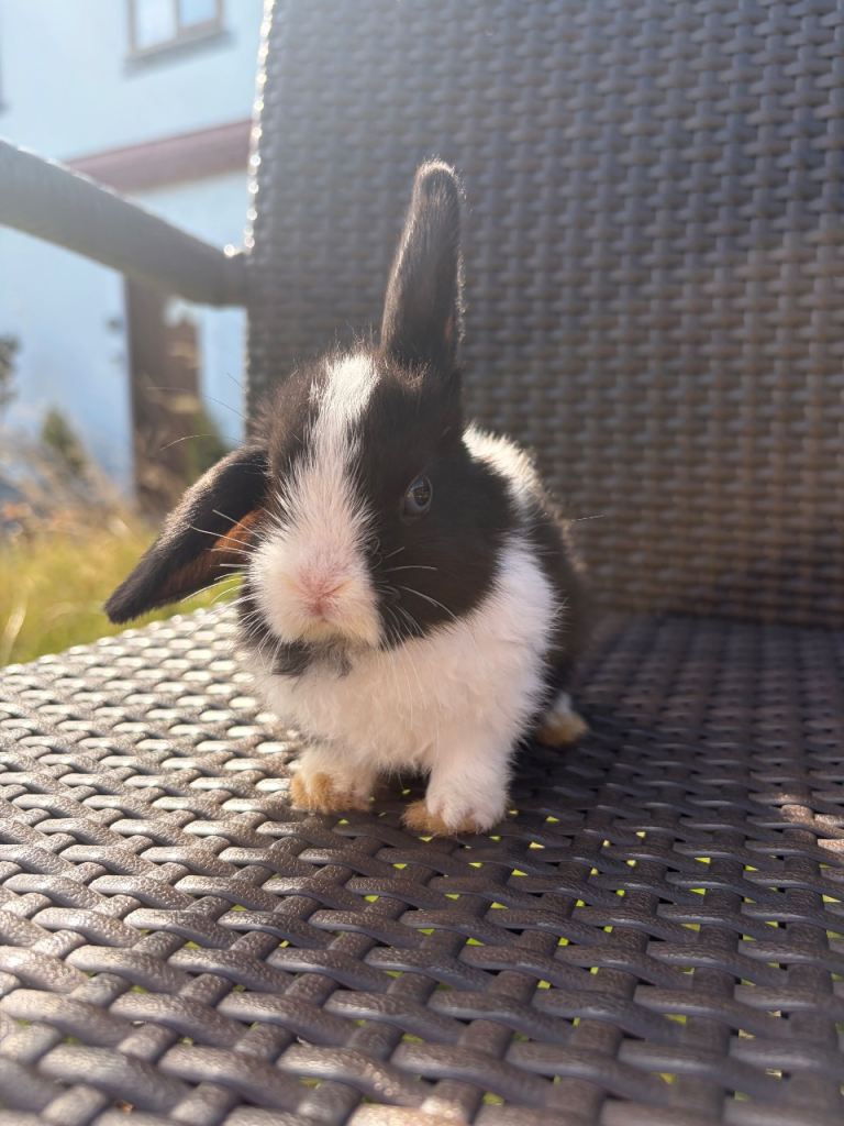 Minilop rabbits litter 