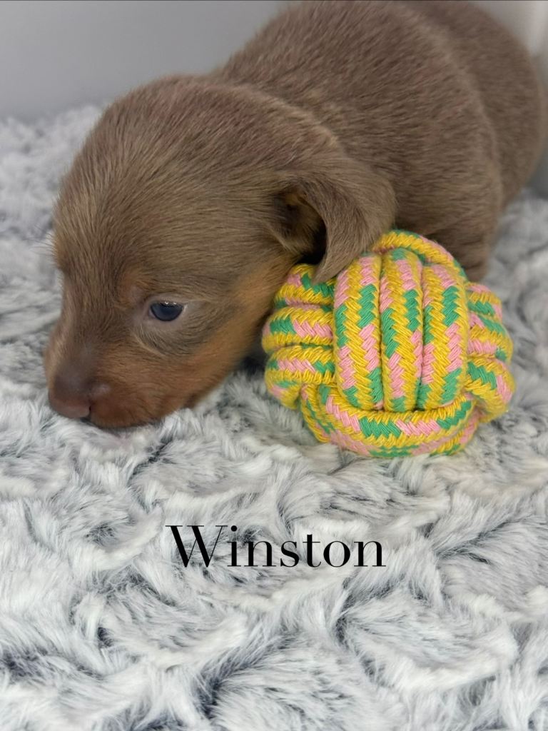 Ready next week KC Miniature Dachshunds 