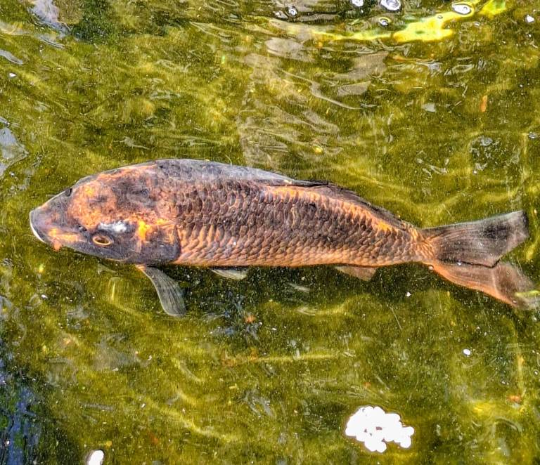 Various pond fish