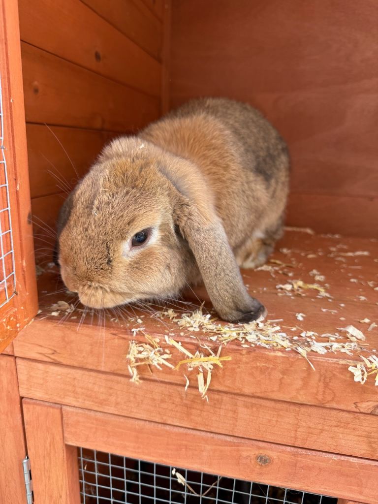 Mini lop rabbit