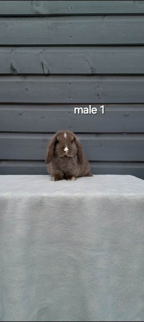  8 week old mini lops. Ready now 