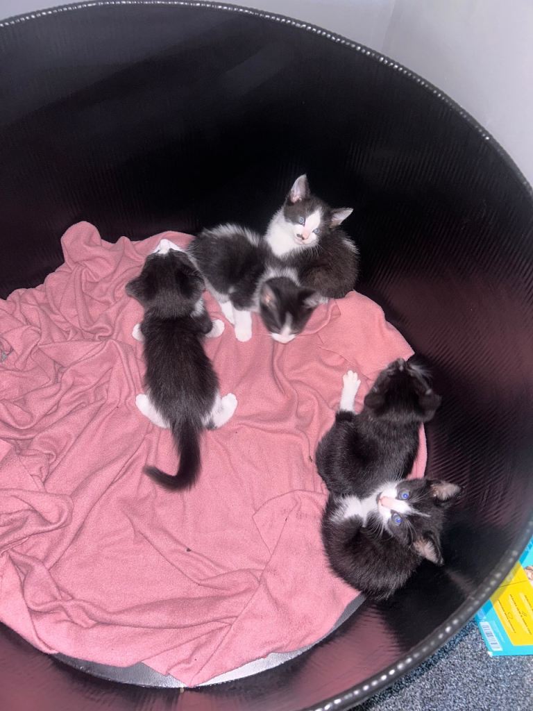 Kittens for sale