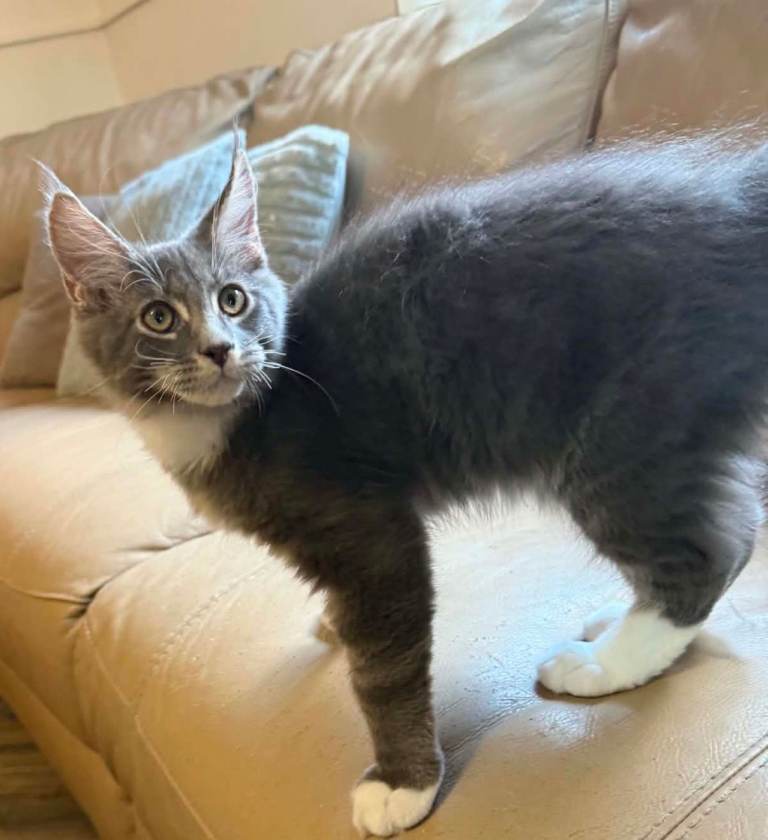 Maine Coon Kittens Ready Now